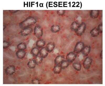 Immunohistochemistry-Paraffin: HIF-1 alpha Antibody (ESEE122) - Azide and BSA Free [NBP2-80762]