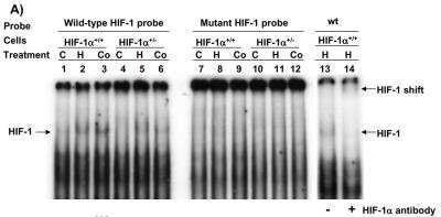 Gel Super Shift Assays: HIF-1 alpha Antibody - BSA Free [NB100-654]