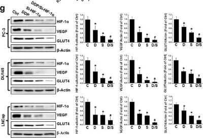 Detection of HIF-1 alpha by Western Blot in Multiple Cells Lines with Various Treatments