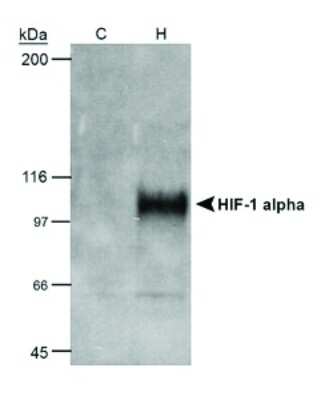 Use of HRP Conjugated HIF-1 alpha Antibody in Western Blotting of COS-7 Nuclear Extracts