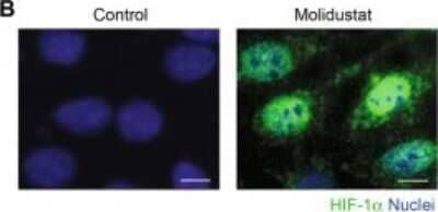 Immunocytochemistry/ Immunofluorescence: HIF-1 alpha Antibody (H1alpha67) [NB100-123]