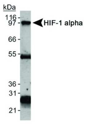Immunoprecipitation: HIF-1 alpha Antibody (H1alpha67) [NB100-123]
