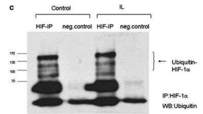 Immunoprecipitation: HIF-1 alpha Antibody (H1alpha67) [NB100-123]