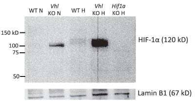 Detection of HIF-1 alpha in WT and HIF-1 alpha Knockout Mouse Cells by Western Blot