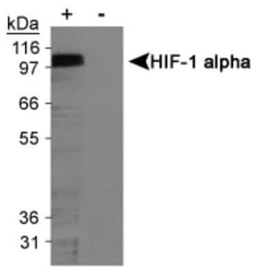 Western Blot: HIF-1 alpha Antibody (H1alpha67) [NB100-123]