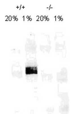 Western Blot: HIF-1 alpha Antibody (H1alpha67) [NB100-123]