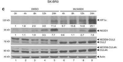 Western Blot: HIF-1 alpha Antibody (H1alpha67) [NB100-123]