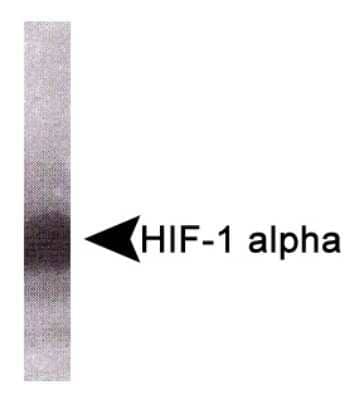 Western Blot: HIF-1 alpha Antibody (HA111)Azide and BSA Free [NBP2-80763]