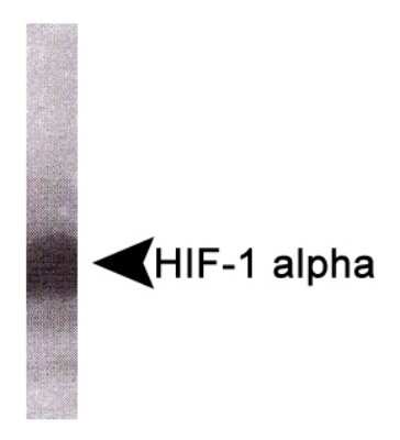 Western Blot: HIF-1 alpha Antibody (HA111)BSA Free [NB100-296]