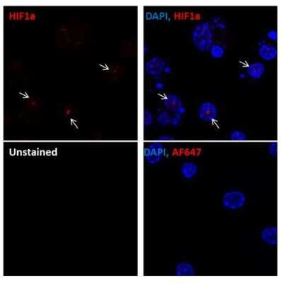 Immunocytochemistry/ Immunofluorescence: HIF-1 alpha Antibody [NB100-449]