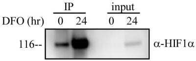 Immunoprecipitation: HIF-1 alpha Antibody [NB100-449]