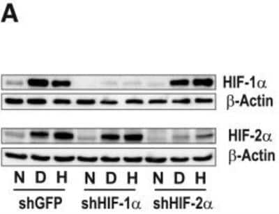 Knockdown Validated: HIF-1 alpha Antibody [NB100-449]