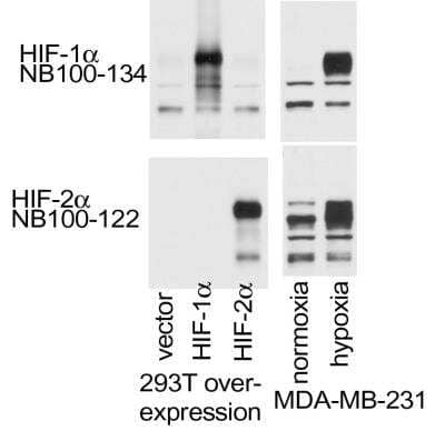 Western Blot: HIF-1 alpha Antibody Pack [NB100-900WB]
