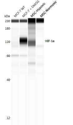 Simple Western Analysis of HIF-1 alpha in MSCs