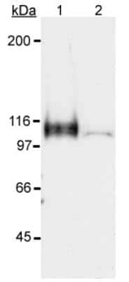 Western Blot: HIF-1 alpha Antibody [NB100-449]