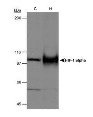 Western Blot: HIF-1 alpha Antibody [NB100-449]