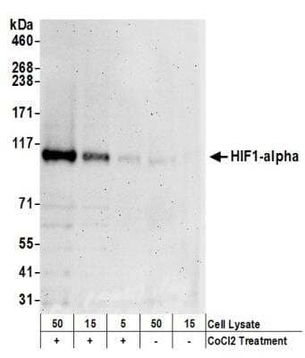 Western Blot: HIF-1 alpha Antibody [NB100-449]