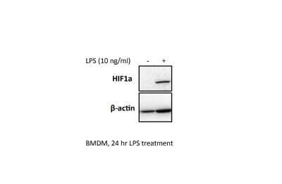 Western Blot: HIF-1 alpha Antibody [NB100-449]