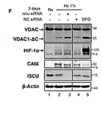 Western Blot: HIF-1 alpha Antibody [NB100-449]