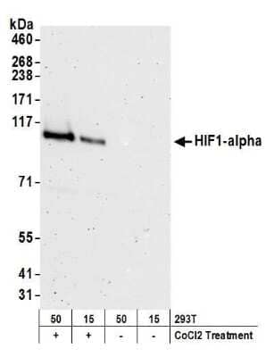 Western Blot: HIF-1 alpha Antibody [NB100-449]