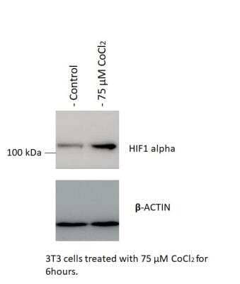 Western Blot: HIF-1 alpha Antibody [NB100-449]
