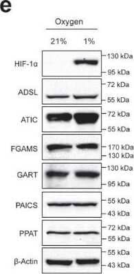 Western Blot: HIF-1 alpha Antibody [NB100-449]