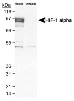 Western Blot: HIF-1 alpha AntibodyBSA Free [NB100-654]