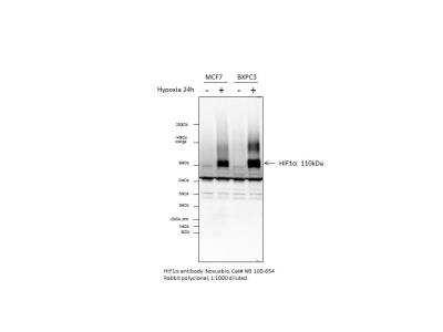 Western Blot: HIF-1 alpha AntibodyBSA Free [NB100-654]