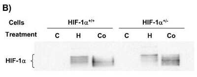 Western Blot: HIF-1 alpha AntibodyBSA Free [NB100-654]
