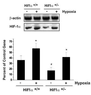 Western Blot: HIF-1 alpha AntibodyBSA Free [NB100-654]