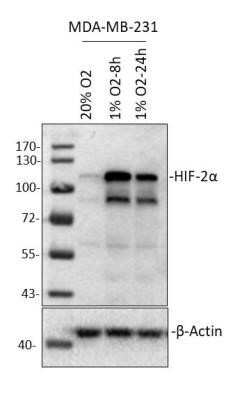 Western Blot: HIF-2 alpha/EPAS1 Antibody (2444A)Azide and BSA Free [NBP2-80767]
