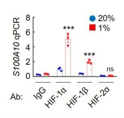 Chromatin Immunoprecipitation in MDA-MB-231 Cells Using HIF-2 alpha/EPAS1 Antibody