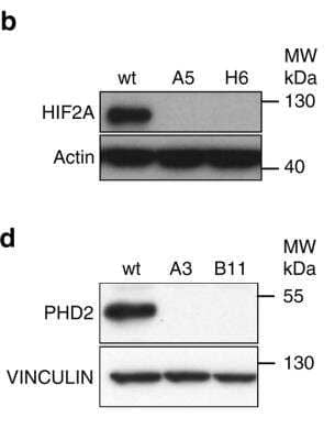 Knockout Validation of HIF-2 alpha/EPAS1 Antibody in WT and HIF-2 alpha Knockout Cell Lines by Western Blot
