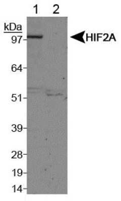 Western Blot Detection of HIF-2 alpha/EPAS1 in Treated and Untreated COS7 Nuclear Extracts