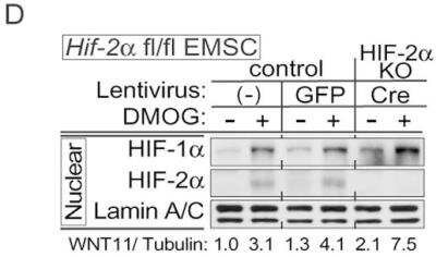 Knockout Validation of HIF-2 alpha/EPAS1 Antibody in Control and HIF-2 alpha Knockout Mouse EMSCs by Western Blot