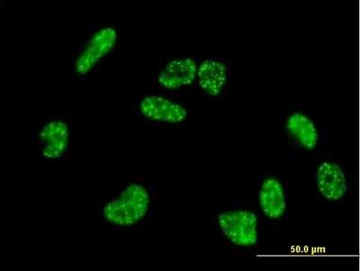 Immunocytochemistry/ Immunofluorescence: HIF-3 alpha Antibody [H00064344-B02P]