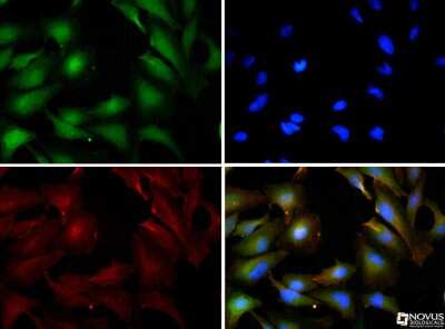 Immunocytochemistry/ Immunofluorescence: HIF-3 alpha Antibody [NB100-2529]