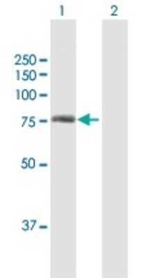 Western Blot: HIF-3 alpha Antibody [H00064344-B02P]