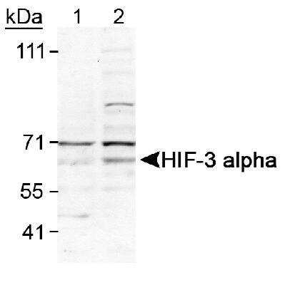 Western Blot: HIF-3 alpha Antibody [NB100-2529]