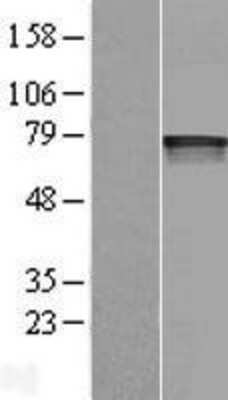 Western Blot: HIF-3 alpha Overexpression Lysate [NBP2-05309]