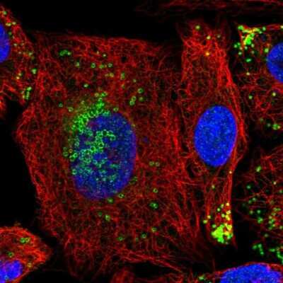 Immunocytochemistry/ Immunofluorescence: HIG2 Antibody [NBP1-93960]