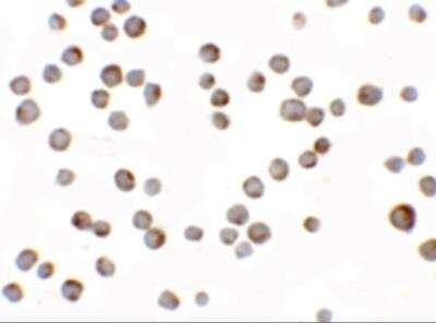 Immunocytochemistry/ Immunofluorescence: HIGD1A Antibody - BSA Free [NBP2-81721]