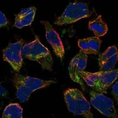 Immunocytochemistry/ Immunofluorescence: HIGD1B Antibody [NBP3-17161]