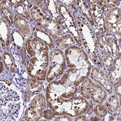 Immunohistochemistry-Paraffin: HIGD2A Antibody [NBP2-14092]