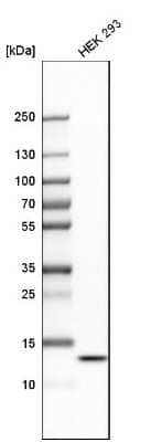 Western Blot: HIGD2A Antibody [NBP2-14092]