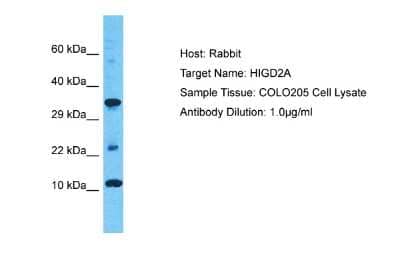 Western Blot: HIGD2A Antibody [NBP2-83045]