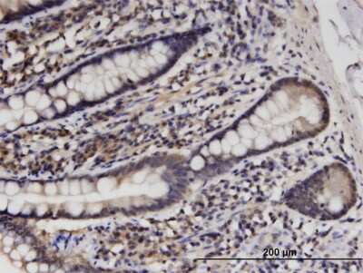 Immunohistochemistry-Paraffin: HINT1 Antibody (2D7) [H00003094-M05]