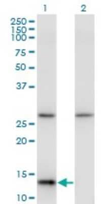 Western Blot: HINT1 Antibody (2D7) [H00003094-M05]