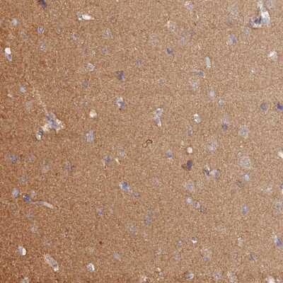 Immunohistochemistry-Paraffin: HINT1 Antibody [NBP1-83257]