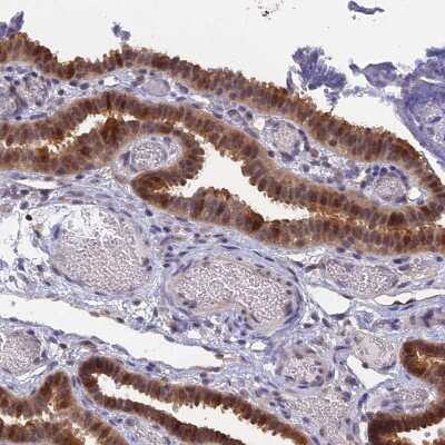 Immunohistochemistry-Paraffin: HINT1 Antibody [NBP1-83257]